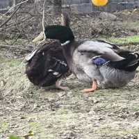 اردک روئن وارداتی درجه یک|حیوانات مزرعه|قائمشهر, |دیوار