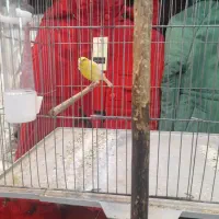 قناری نر میخونه صبح شب میخونه|پرنده|کرمان, |دیوار