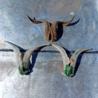 3 جفت شاخ دکوری دکوراسیون قدیمی عتیقه