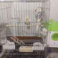 یک جفت عروس هلندی