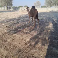 شتر نر|حیوانات مزرعه|بندرعباس, |دیوار