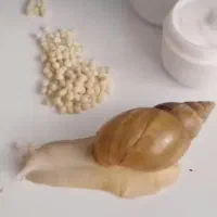 فروش بهترین نوع حلزون