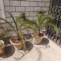 مقدارزیادی گل