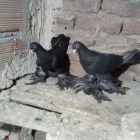 فیلی و قرمز کوینح