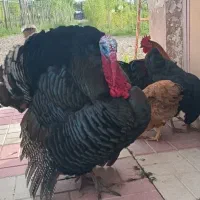 بوقلمون