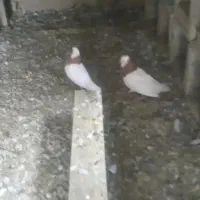 جفت طوقی زرد