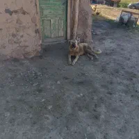 توله سرابی