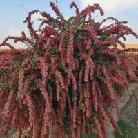 خرید نهال اصلاح شده همراه با کود و نهال رایگان|خدمات باغبانی و درختکاری|رودبار, |دیوار