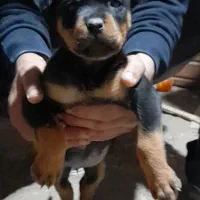 توله روتوایلر۶۰روزه|سگ|اردبیل, |دیوار