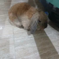 خرگوش بامزه وسالم واگزار می‌شود