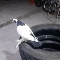 فروش کبوتر سسلی دم سیاه ۱۵پر