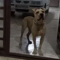 پیت بول ۱۰ ماهه از نژاد وارداتی