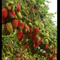نشا توت فرنگی