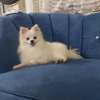 پامر پسر خوشکل|سگ|ساری, |دیوار