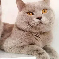 نر بریتیش لیلاک جفتگیری