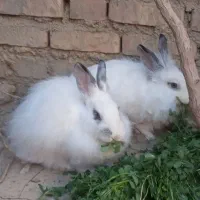 دو عدد خرگوش تپل خانگی|موش و خرگوش|بوکان, |دیوار