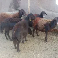 4راس میش داشتی گله گرد وآبستن|حیوانات مزرعه|کدکن, |دیوار