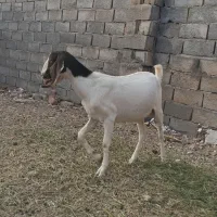 بز پاکستانی اصل،شیرا،آبستن،همراه کره نر