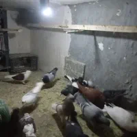 کفترخوب میخای زنک بزن