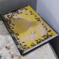 سم پاشی موریانه ساس سمپاشی سوسک|خدمات نظافت|میناب, |دیوار