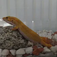 معاوضه کگو ماده با کگو نر