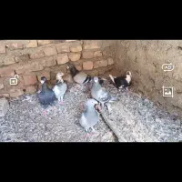دو کوله ساده وتهرانی