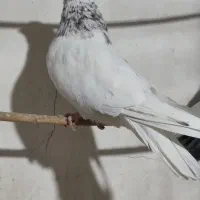 نر سرور فروشی