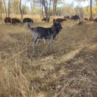 سگ سرابی 16ماه