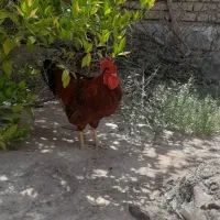 جوجه خروس محلی دستی