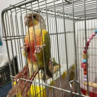 طوطی گرینچیک|پرنده|زنجان, |دیوار