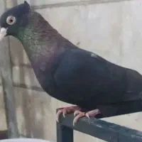 کفتر این رنگ