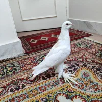 کبوتر پاپر|پرنده|قم, باجک دو|دیوار