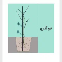 انجام خدمات باغی و زراعی|خدمات باغبانی و درختکاری|شازند, |دیوار