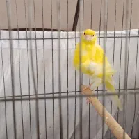 قناری ماده|پرنده|رشت, چمارسرا|دیوار