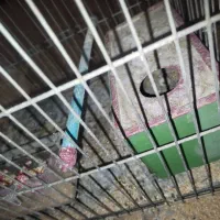 مرغ عشق با تخم جوجه|پرنده|نجف‌آباد, الله اکبر|دیوار