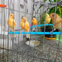 قناری موزایکی