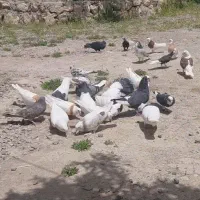 کبوتر گلچین شده درجه یک