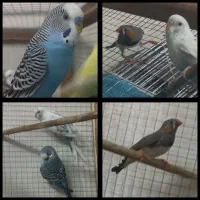 مرغ عشق و فنچ زبرا
