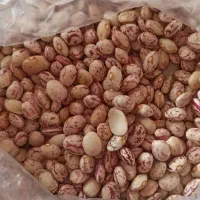 لوبیا چیتی اشی دونیم