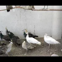 فروش جوجه طاووس|پرنده|اصفهان, خلجا|دیوار