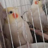 جفت عروس لوتینو مولد همراه ۳ عدد تخم
