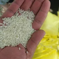 برنج عنبربو و قیمت تعاونی