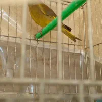 جفت سهره سبز باقفس