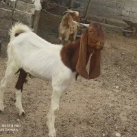 پازن پاکستانی چویش پاکستانی