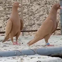 کبوتر پلاکی