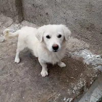 دو عدد سگ پاپی نره و ماده