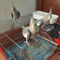 طوطی عروس هلندی|پرنده|بندر ماهشهر, |دیوار