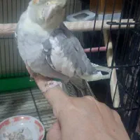 جوجه عروس هلندی