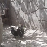 خروس و مرغ زینتی
