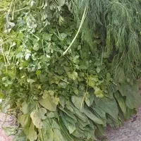 سبزیجات اماده|خوردنی و آشامیدنی|کنگاور, |دیوار